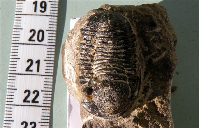 Trilobiti verosimilmente marocchine